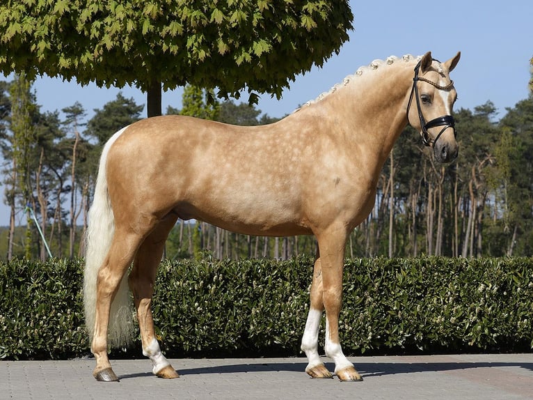 Deutsches Reitpony Stute Fohlen (03/2025) 148 cm Falbe in Wa&#x142;brzych