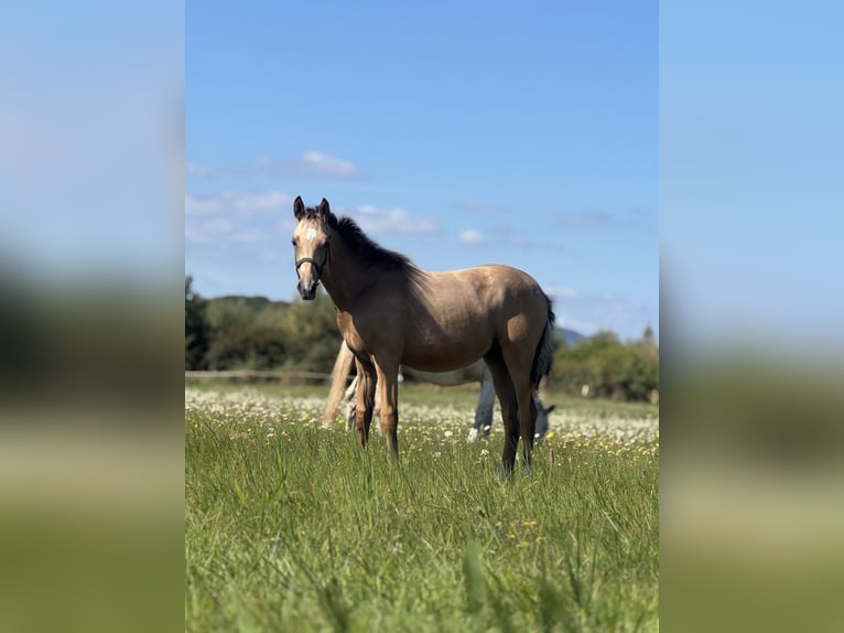 Deutsches Reitpony Stute Fohlen (03/2025) 148 cm Falbe in Wa&#x142;brzych