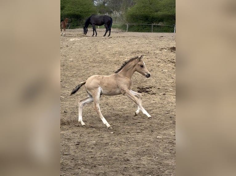 Deutsches Reitpony Stute Fohlen (03/2025) 148 cm Falbe in Wa&#x142;brzych