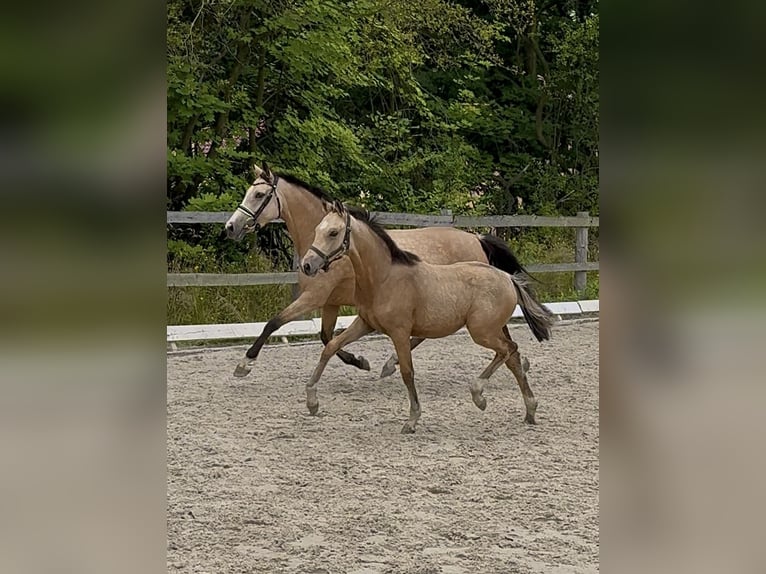 Deutsches Reitpony Stute Fohlen (03/2025) 148 cm Falbe in Wa&#x142;brzych