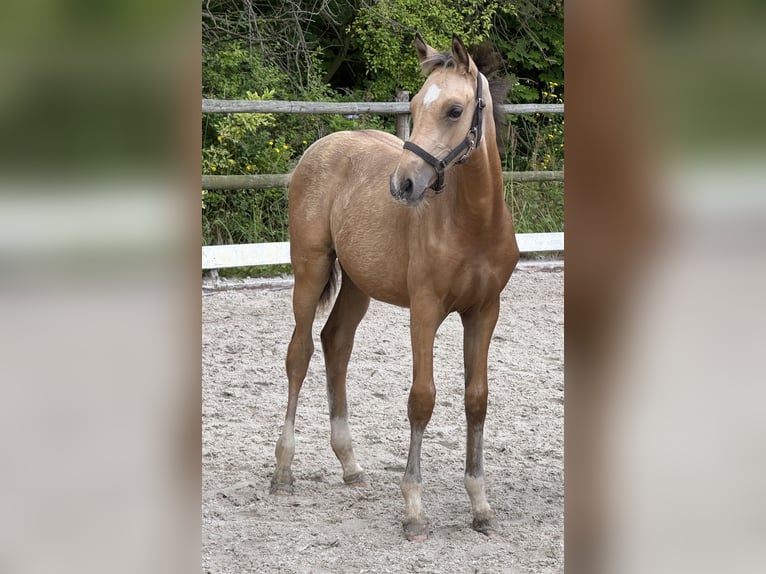 Deutsches Reitpony Stute Fohlen (03/2025) 148 cm Falbe in Wa&#x142;brzych