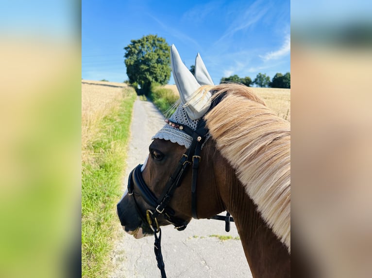 Deutsches Reitpony Stute Fohlen (01/2025) 148 cm Fuchs in Fr&#xF6;ndenberg