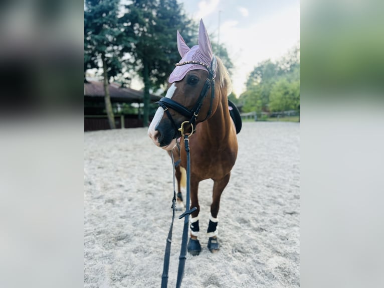 Deutsches Reitpony Stute Fohlen (01/2025) 148 cm Fuchs in Fr&#xF6;ndenberg