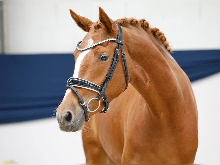 Deutsches Reitpony Stute Fohlen (04/2025) 148 cm Fuchs in Marsberg