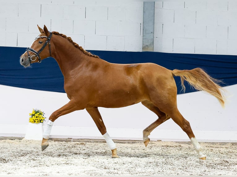 Deutsches Reitpony Stute Fohlen (04/2025) 148 cm Fuchs in Marsberg