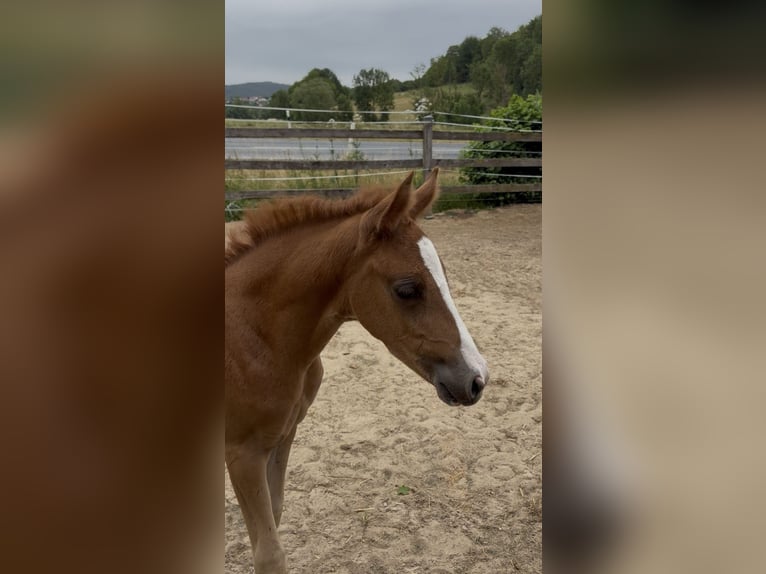 Deutsches Reitpony Stute  148 cm Fuchs in Sontra