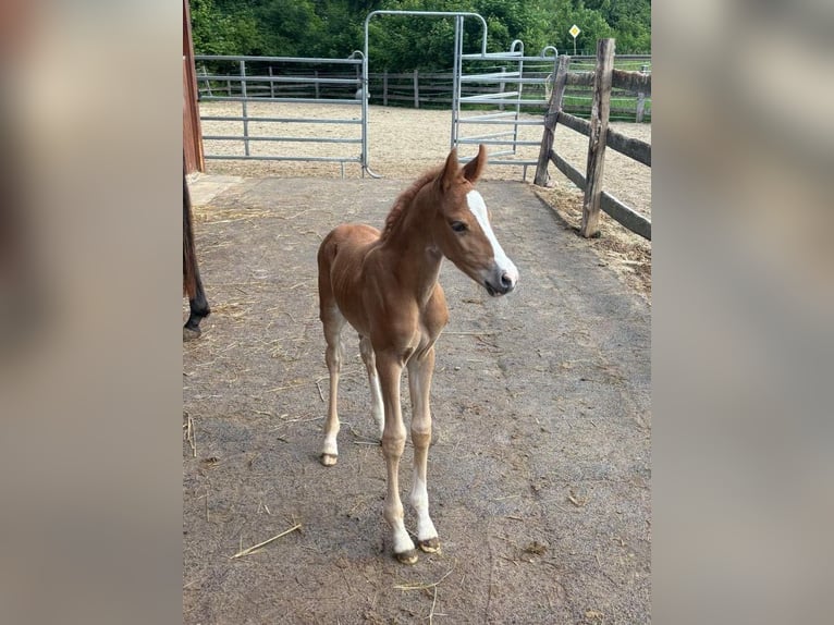 Deutsches Reitpony Stute  148 cm Fuchs in Sontra