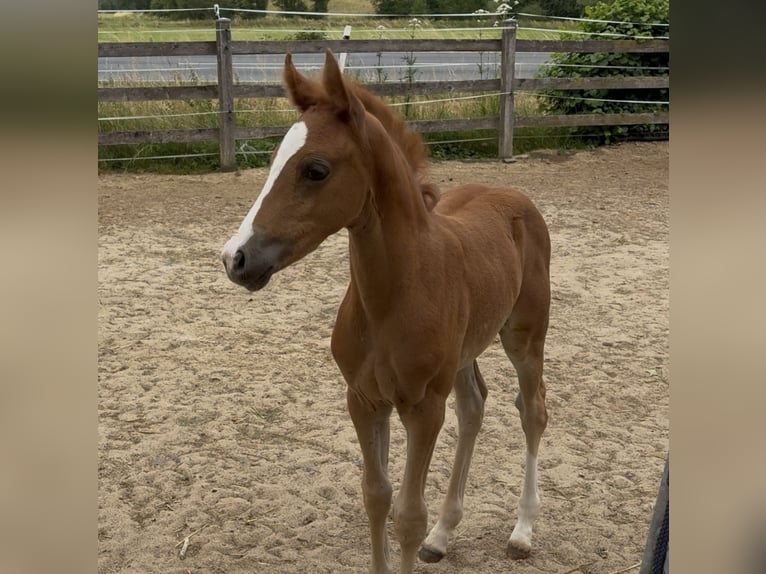 Deutsches Reitpony Stute  148 cm Fuchs in Sontra