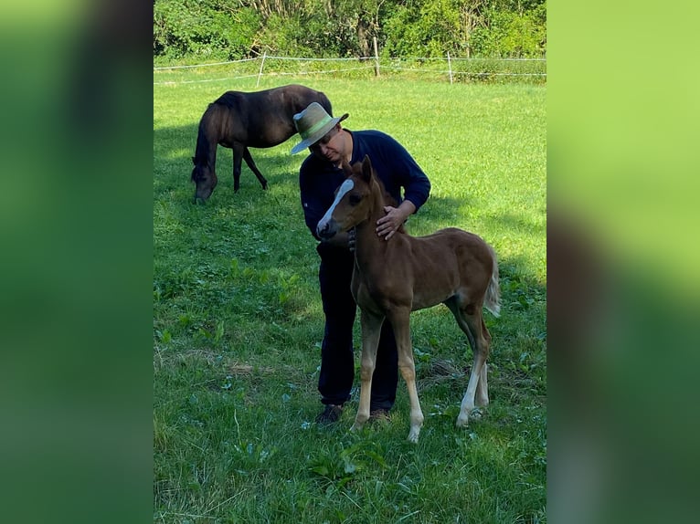 Deutsches Reitpony Stute  148 cm Fuchs in Sontra