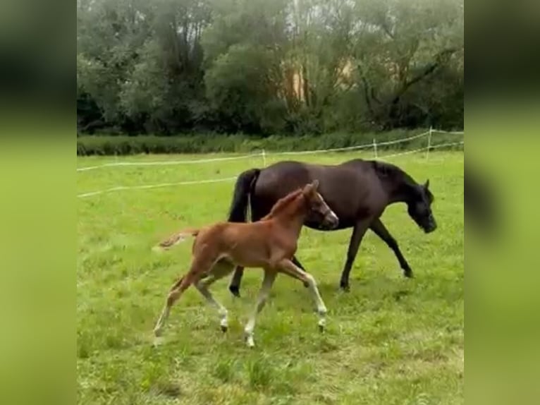 Deutsches Reitpony Stute  148 cm Fuchs in Sontra