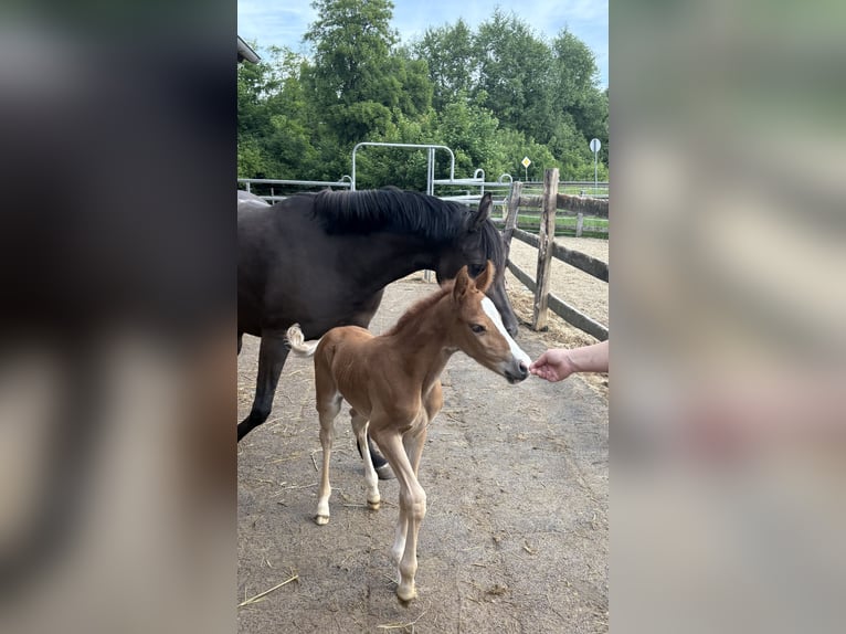 Deutsches Reitpony Stute  148 cm Fuchs in Sontra