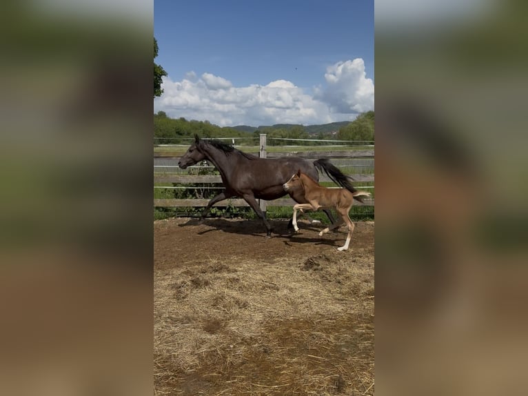 Deutsches Reitpony Stute  148 cm Fuchs in Sontra
