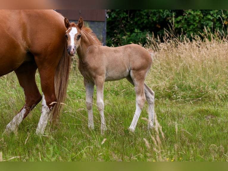 Deutsches Reitpony Stute  148 cm Fuchs in Solingen