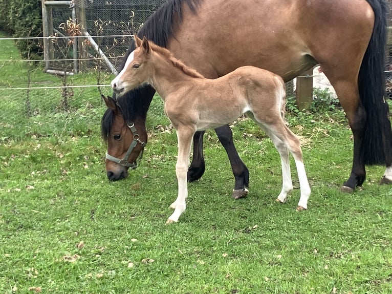 Deutsches Reitpony Stute  148 cm Fuchs in Dötlingen