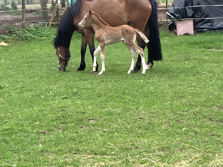 Deutsches Reitpony Stute  148 cm Fuchs in Dötlingen