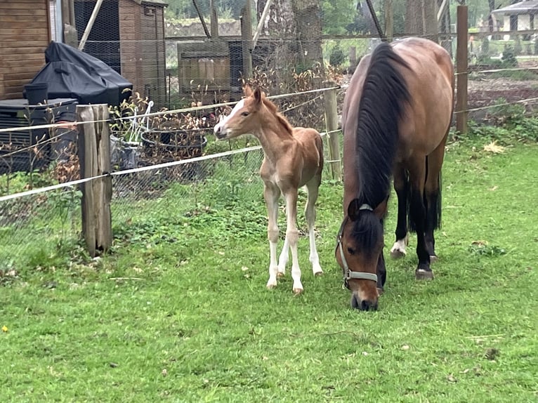 Deutsches Reitpony Stute  148 cm Fuchs in Dötlingen