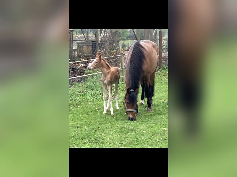 Deutsches Reitpony Stute  148 cm Fuchs in Dötlingen