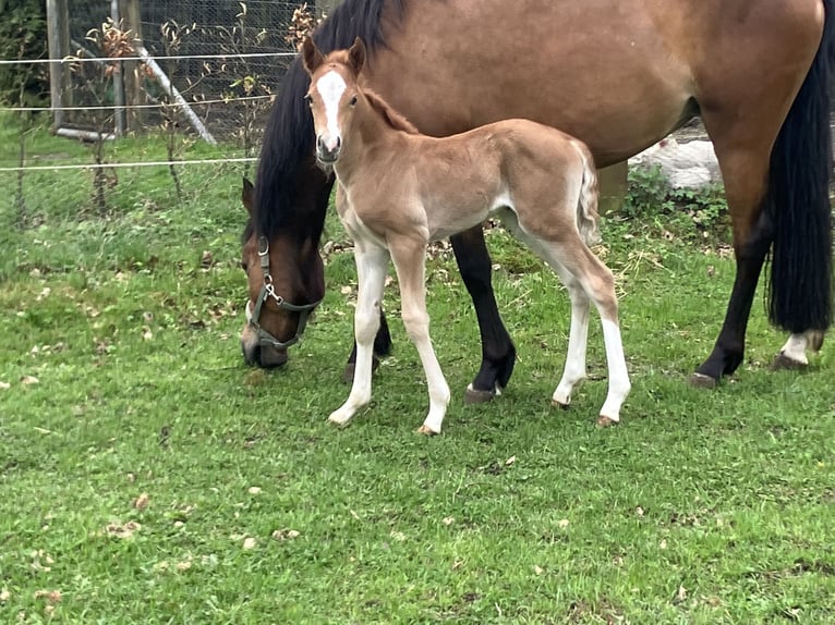Deutsches Reitpony Stute  148 cm Fuchs in Dötlingen