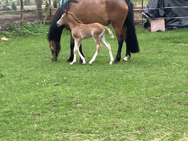 Deutsches Reitpony Stute  148 cm Fuchs in Dötlingen