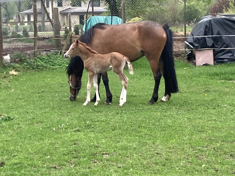 Deutsches Reitpony Stute  148 cm Fuchs in Dötlingen