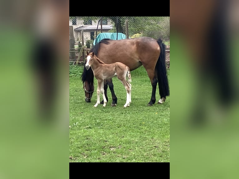 Deutsches Reitpony Stute  148 cm Fuchs in Dötlingen