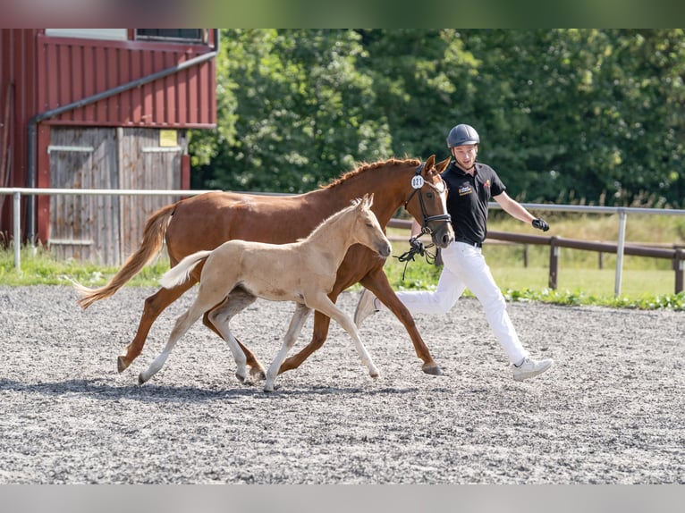 Deutsches Reitpony Stute Fohlen (05/2026) 148 cm Palomino in Eberdingen
