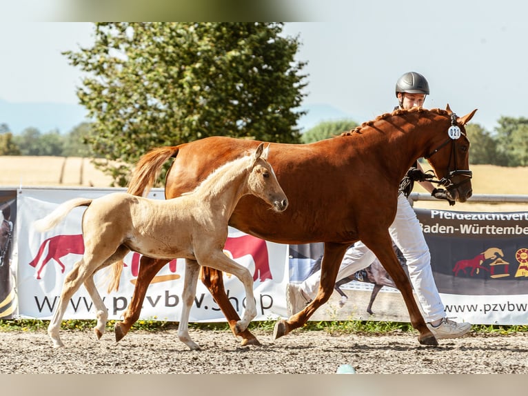 Deutsches Reitpony Stute Fohlen (05/2026) 148 cm Palomino in Eberdingen