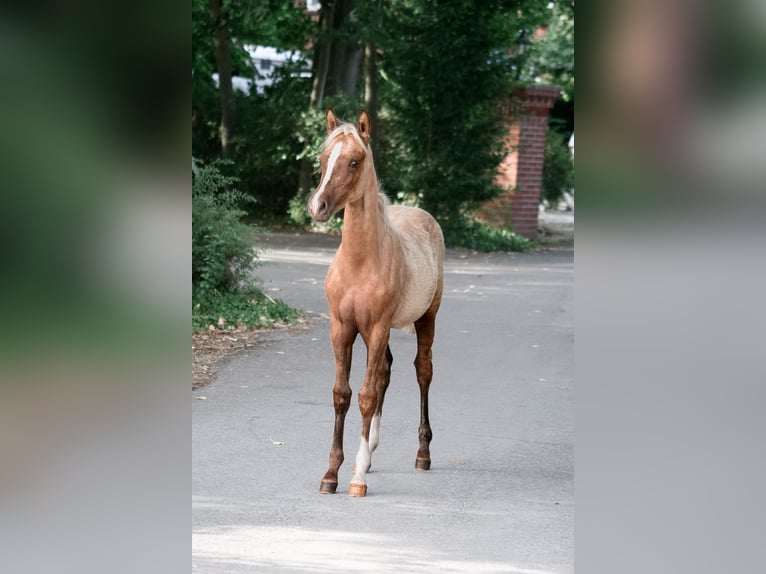Deutsches Reitpony Stute Fohlen (04/2026) 148 cm Palomino in Ostbevern
