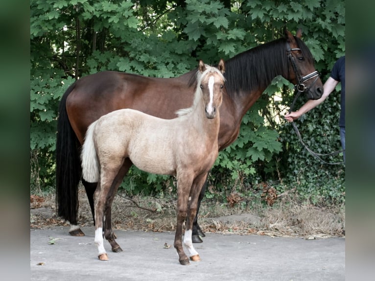 Deutsches Reitpony Stute Fohlen (04/2026) 148 cm Palomino in Ostbevern