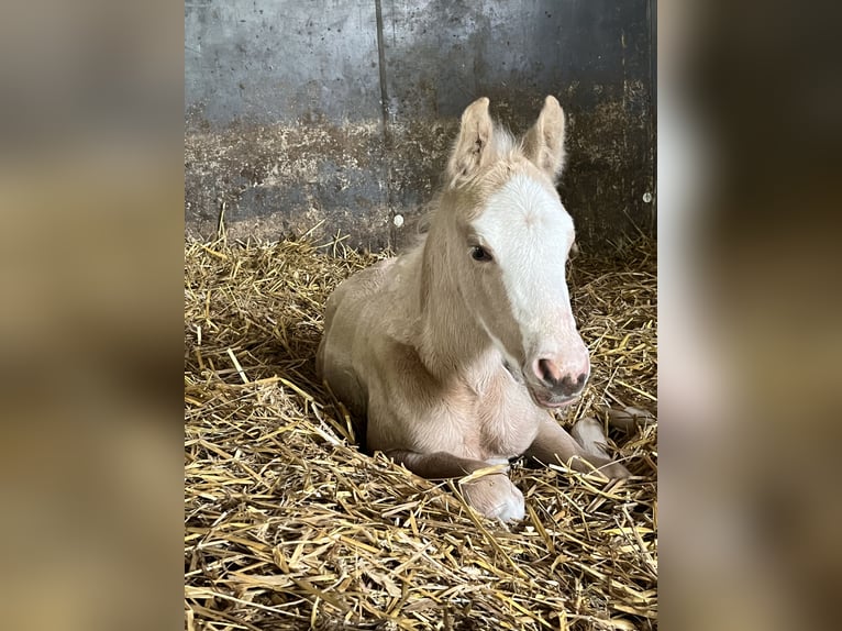 Deutsches Reitpony Stute  148 cm Palomino in Duchroth
