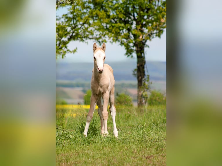 Deutsches Reitpony Stute  148 cm Palomino in Duchroth