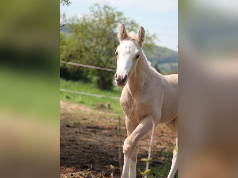 Deutsches Reitpony Stute  148 cm Palomino in Duchroth