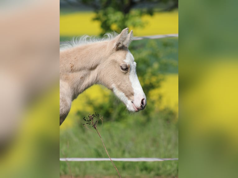 Deutsches Reitpony Stute  148 cm Palomino in Duchroth