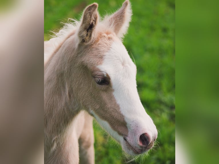 Deutsches Reitpony Stute  148 cm Palomino in Duchroth