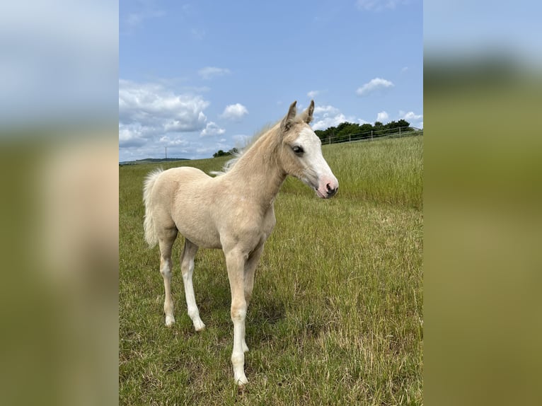 Deutsches Reitpony Stute  148 cm Palomino in Duchroth