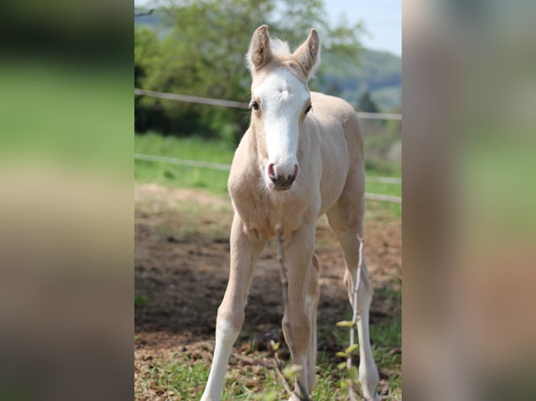 Deutsches Reitpony Stute  148 cm Palomino in Duchroth