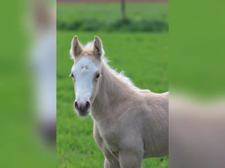 Deutsches Reitpony Stute  148 cm Palomino in Duchroth