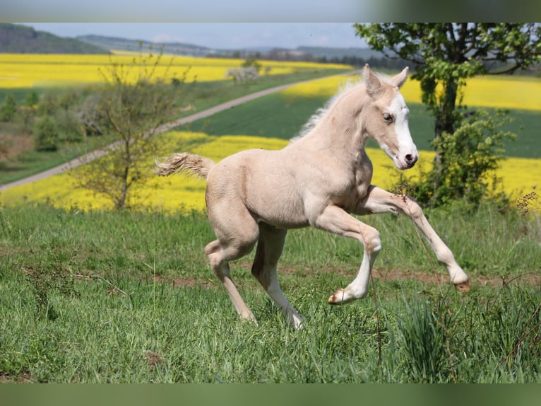 Deutsches Reitpony Stute  148 cm Palomino in Duchroth