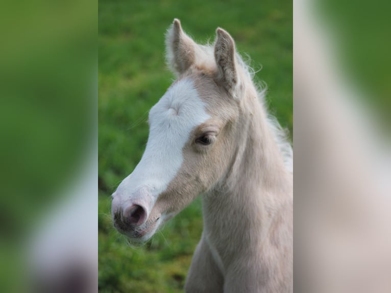 Deutsches Reitpony Stute  148 cm Palomino in Duchroth