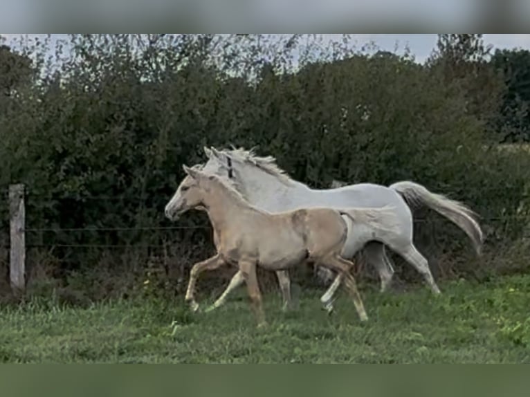 Deutsches Reitpony Stute Fohlen (03/2025) 148 cm Palomino in Langwedel