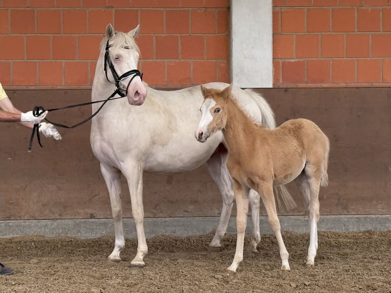 Deutsches Reitpony Stute Fohlen (03/2025) 148 cm Palomino in Langwedel