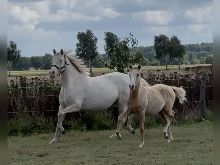 Deutsches Reitpony Stute Fohlen (03/2025) 148 cm Palomino in Langwedel