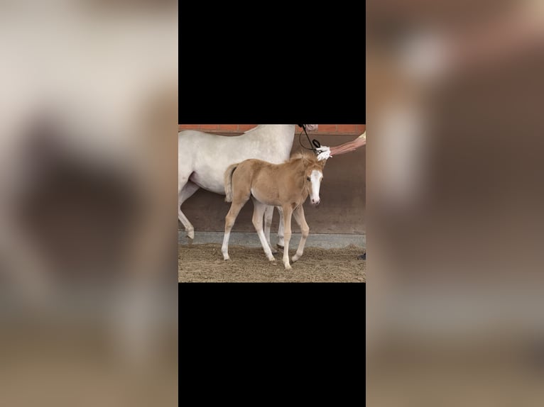 Deutsches Reitpony Stute Fohlen (03/2025) 148 cm Palomino in Langwedel