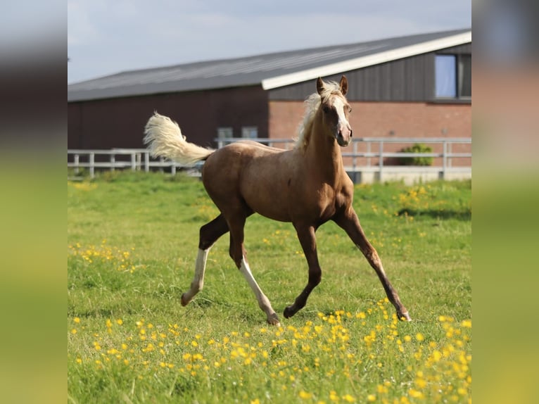 Deutsches Reitpony Stute Fohlen (01/2025) 148 cm Palomino in Nieuwkoop