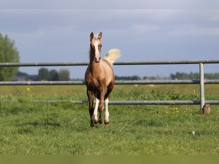 Deutsches Reitpony Stute Fohlen (01/2025) 148 cm Palomino in Nieuwkoop