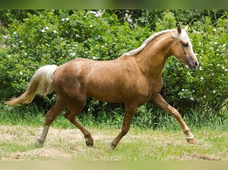 Deutsches Reitpony Stute Fohlen (05/2026) 148 cm Palomino in Weiterstadt