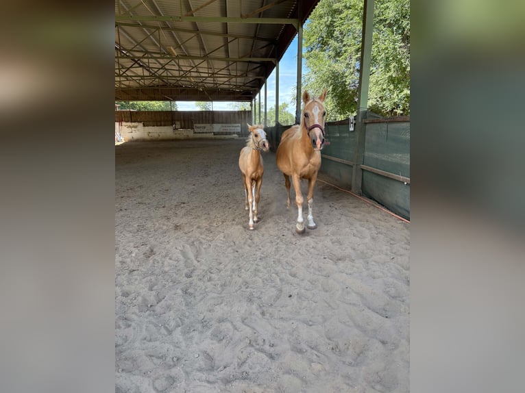 Deutsches Reitpony Stute Fohlen (05/2026) 148 cm Palomino in Weiterstadt