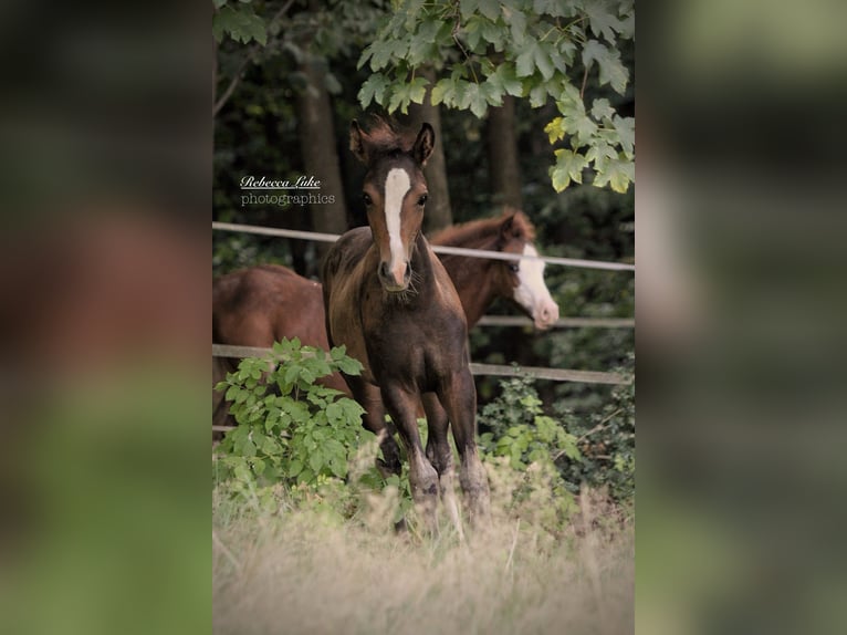 Deutsches Reitpony Stute Fohlen (05/2025) 148 cm in Hagen