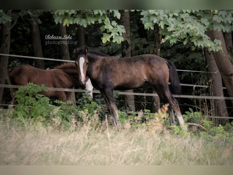 Deutsches Reitpony Stute Fohlen (05/2025) 148 cm in Hagen