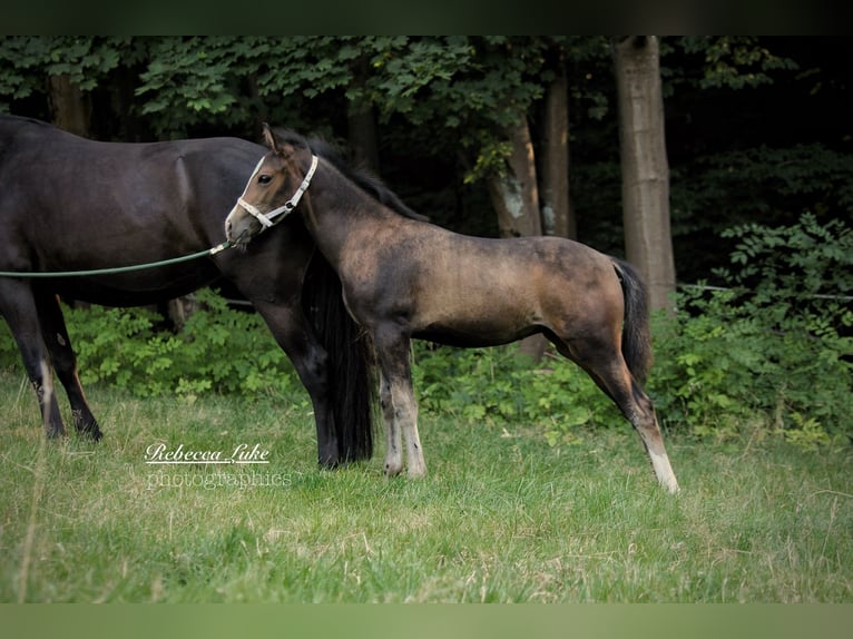 Deutsches Reitpony Stute Fohlen (05/2025) 148 cm in Hagen